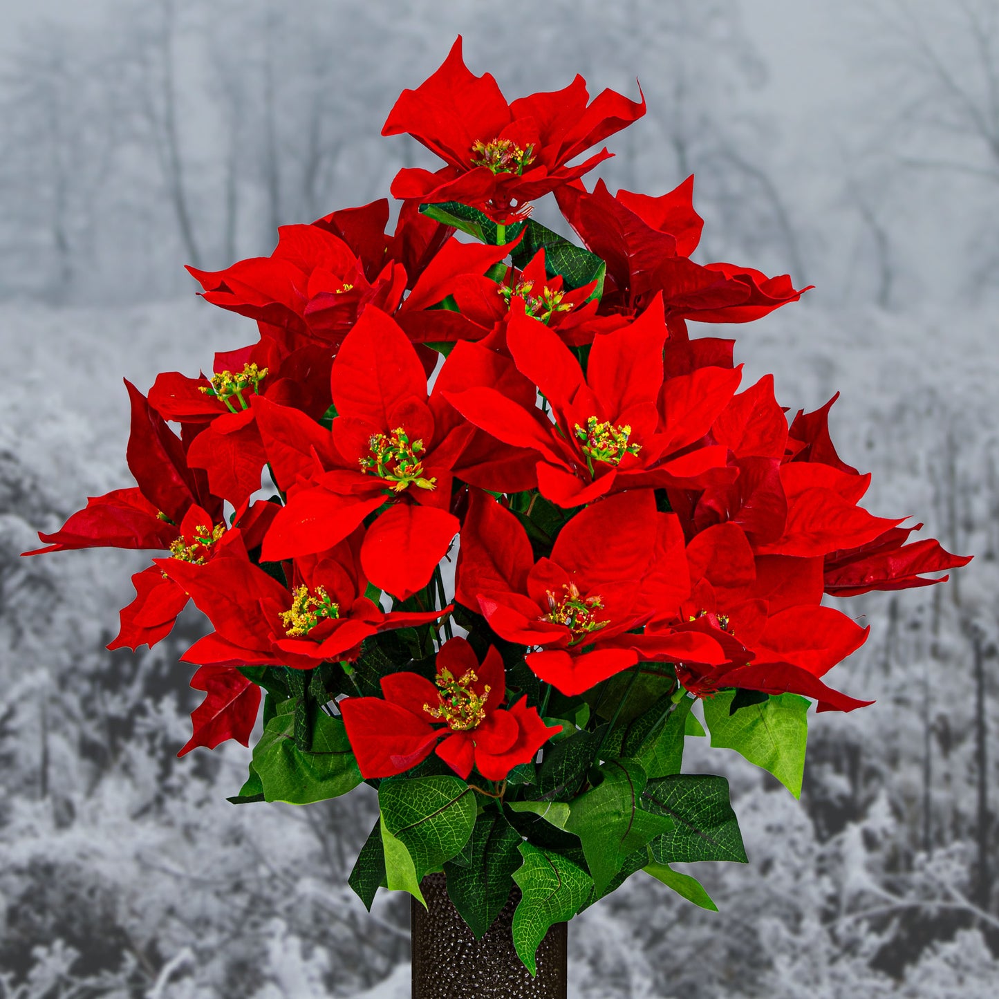 Red Poinsettia